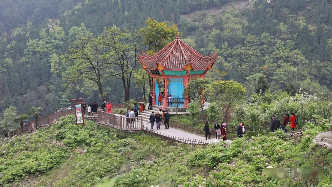 同時,愷之峰旅遊區,華夏牡丹園裡的晚期牡丹也全面進入盛花期,每天都