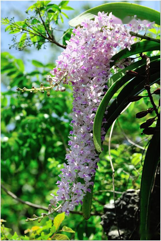 云南省珍稀植物大盘点