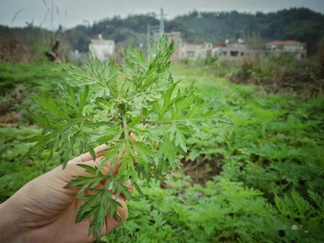 清明节,艾草香;做好艾糍念家乡!