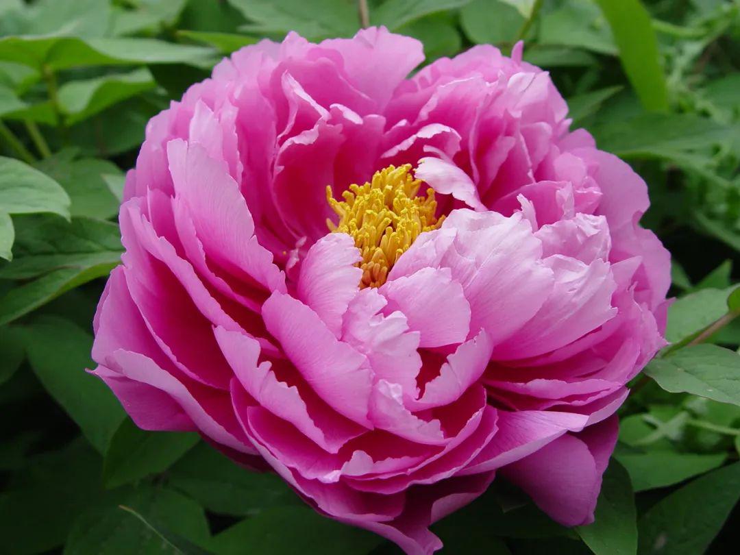 中国国花园牡丹特色园内共种植牡丹千余个品种,是目前国内少有的千亩