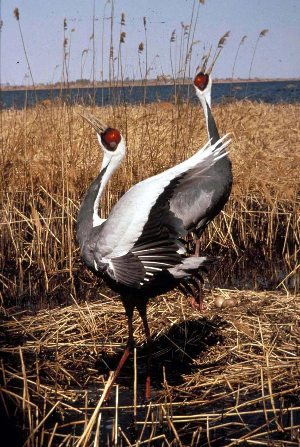 鸟类大观小鹤科普除了白鸽还有什么动物被视作和平的象征
