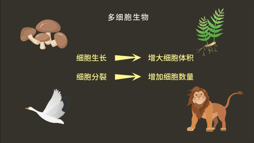 因此,多细胞生物的生长依靠:单细胞生物特点:对单细胞生物而言:就好比