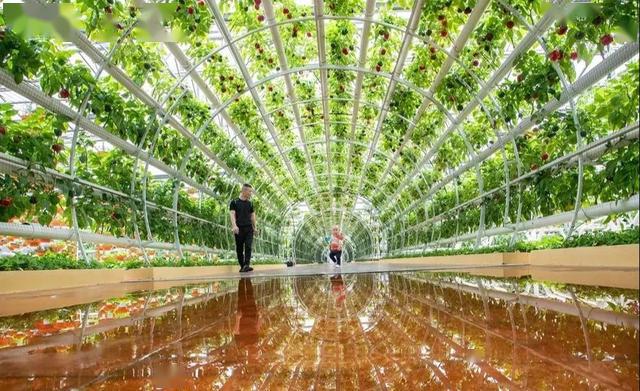 寿光蔬菜高科技示范园:带你体验"蔬菜 文化 科技"的魅力_农业