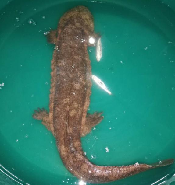 吉安村民在赣江捕到一条重达7斤的怪鱼