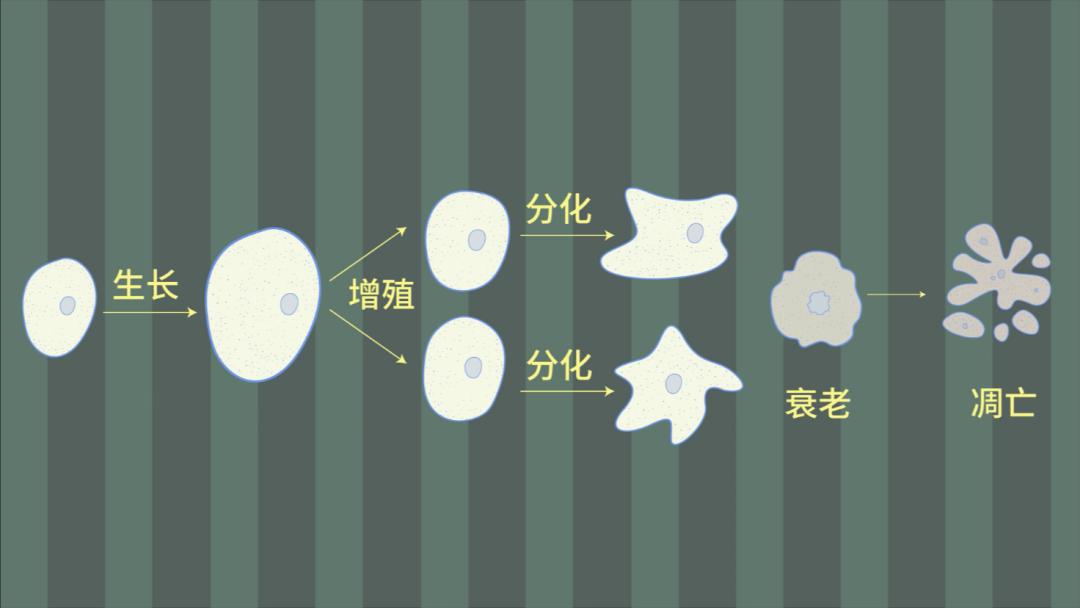 生物大师高中细胞的增殖感知未来