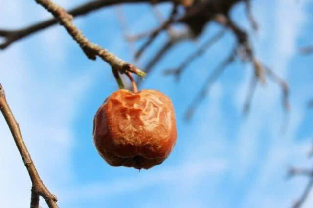 苹果还挂在树上为什么会蔫了种植过程需要注意哪些问题