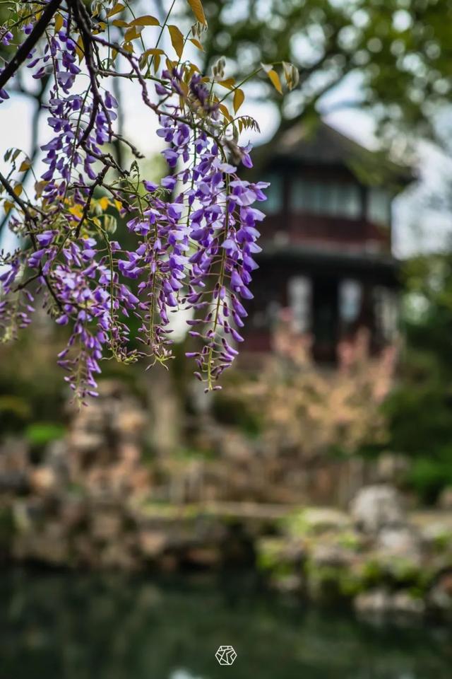 苏州紫藤花公园图片