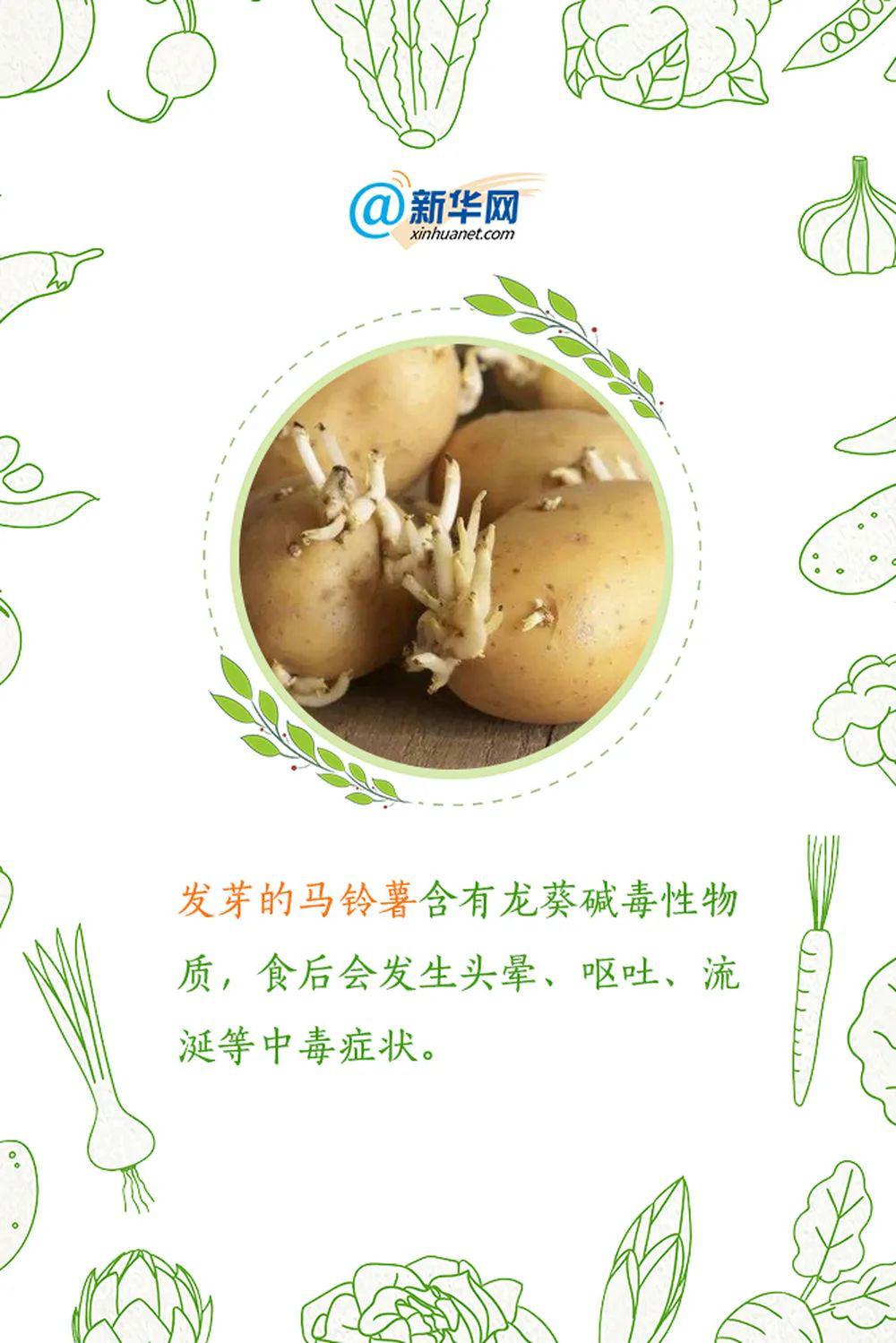 含有皂甙和胰蛋白酶抑制物,可使人体产生中毒