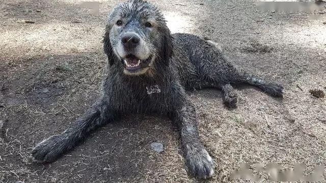 你没看错,这真的是金毛