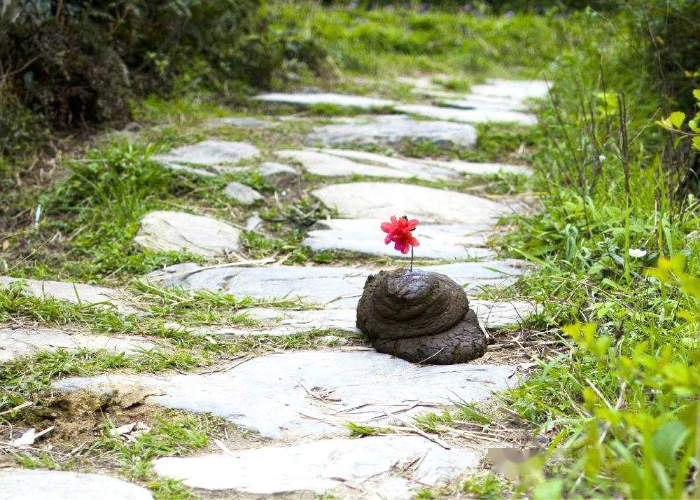 鮮花就該插在牛糞上論家庭園藝養花牛糞的優選與妙用