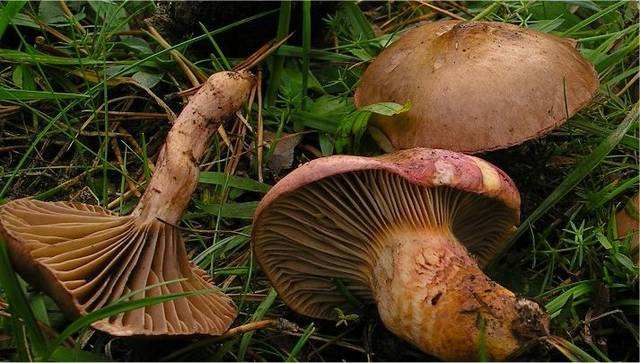 血红铆钉菇液体发酵花生乳饮料配方技术的研制