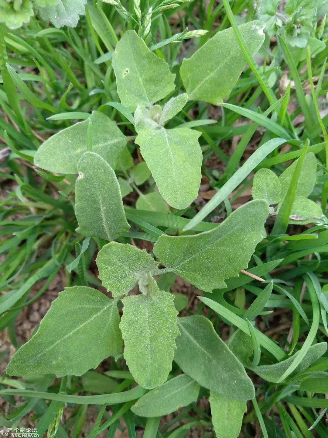 每年这个时候铜川人就成了挖野菜狂魔