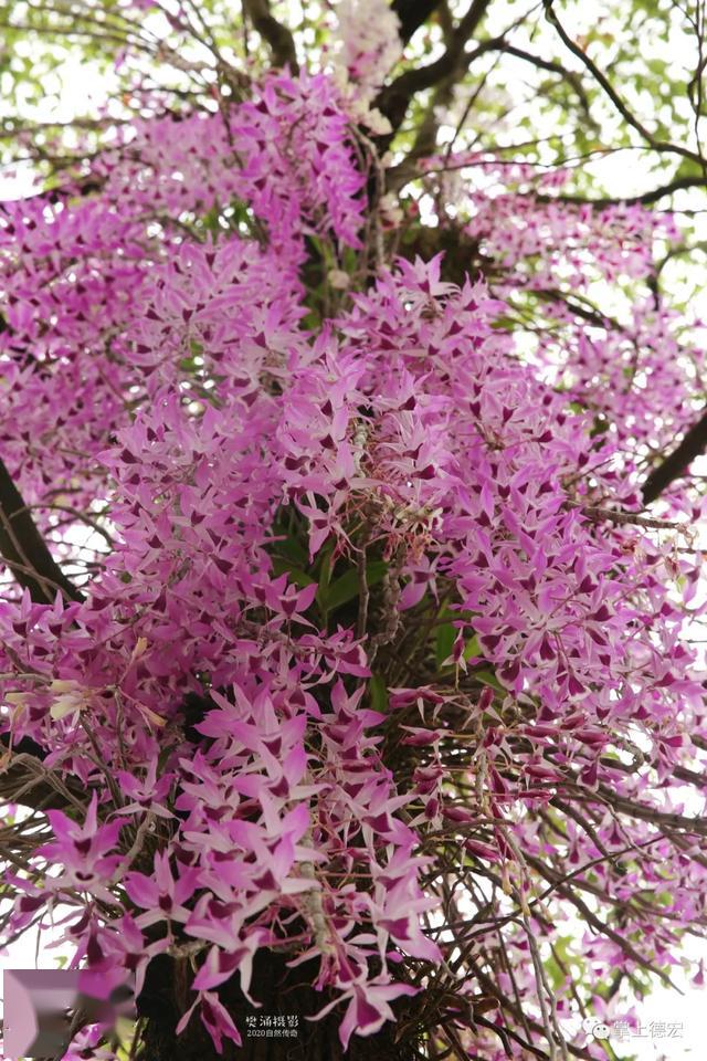 芒市紫皮石斛花开清香素雅极其好看