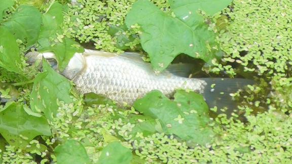 农村山沟里溪流浮萍野草下面很多野生鱼这地方钓的真过瘾