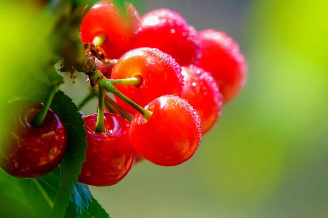 镇宁人都在等它.你肯定也是._樱桃