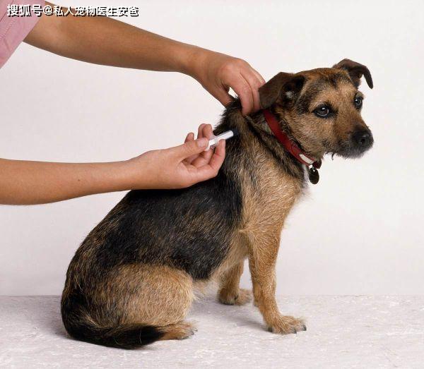 安爸教你狗狗接种疫苗的正常流程
