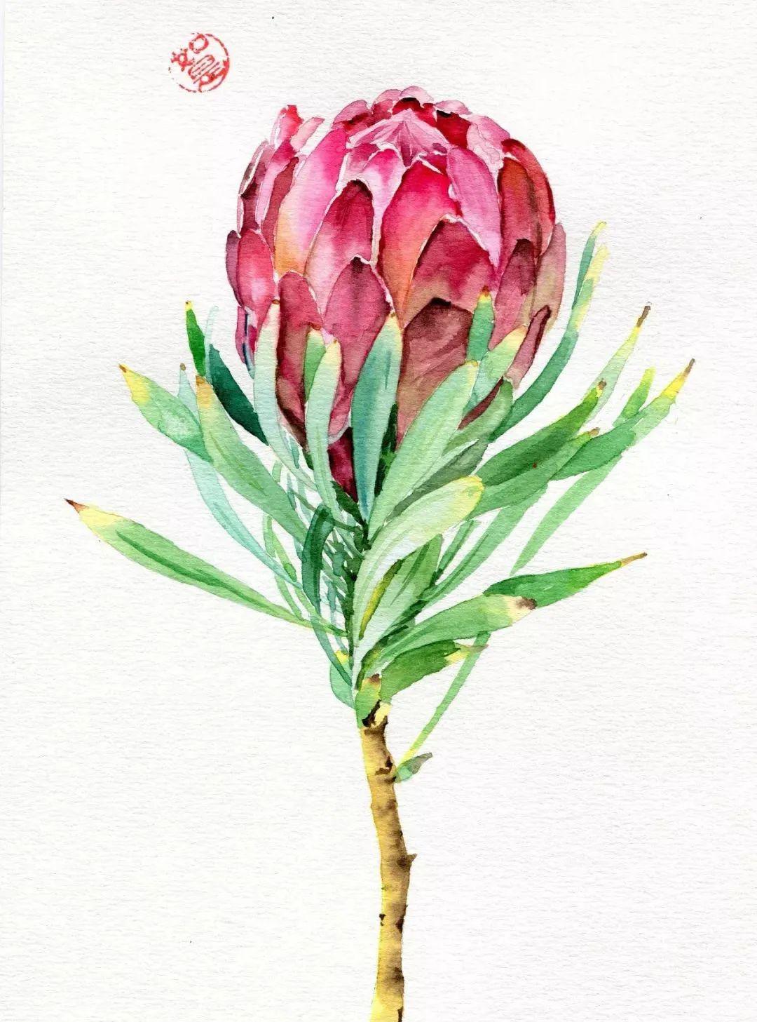 帝王花教程又来骗你画水彩了