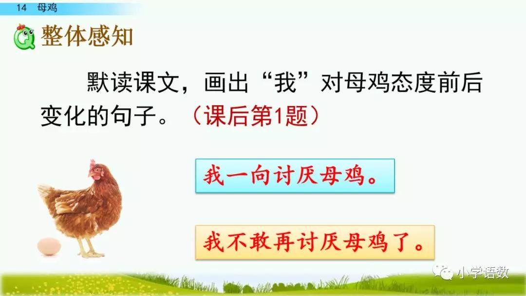 部编版四年级下册第14课母鸡图文讲解