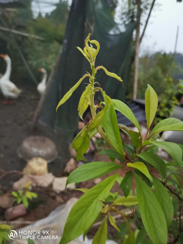 近几年李子袋果病发病越来越严重究竟是什么原因如何防治