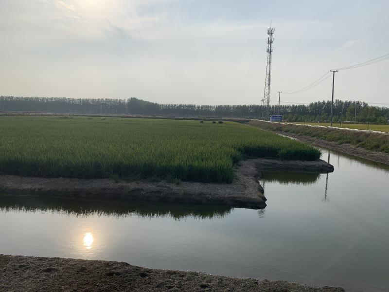 赣榆区城头镇大力发展稻渔综合种养开启产业扶贫新模式
