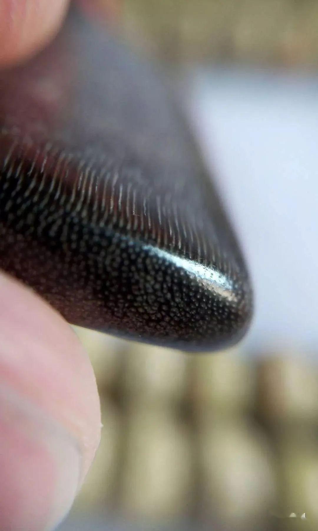 你们要的黑驴蹄子来啦!被人做手串了