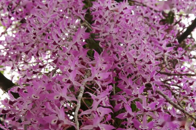 芒市紫皮石斛花开清香素雅极其好看