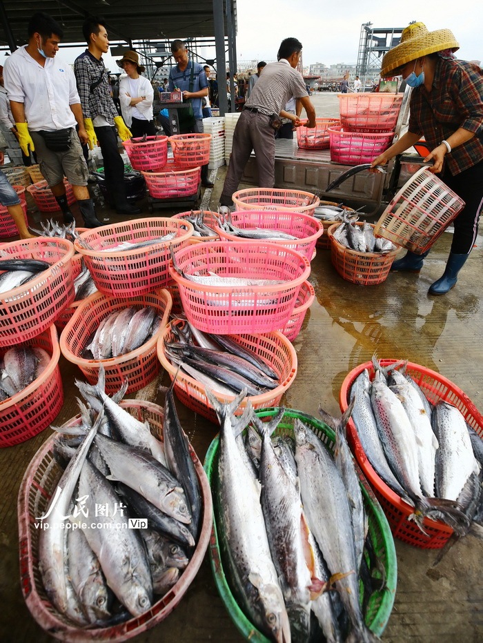 海南渔业迎来捕鱼季大批海鲜转销各地