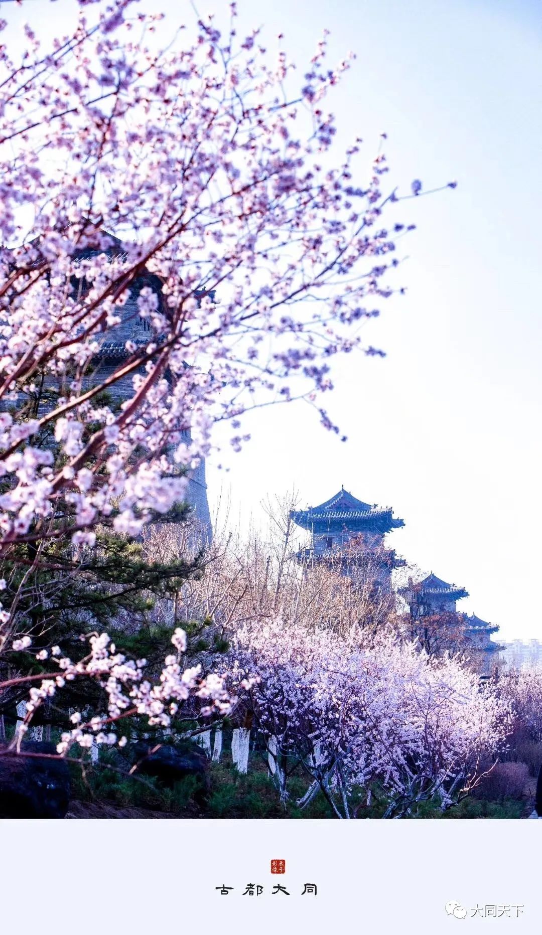 惊艳大同  去和春天,处处吻