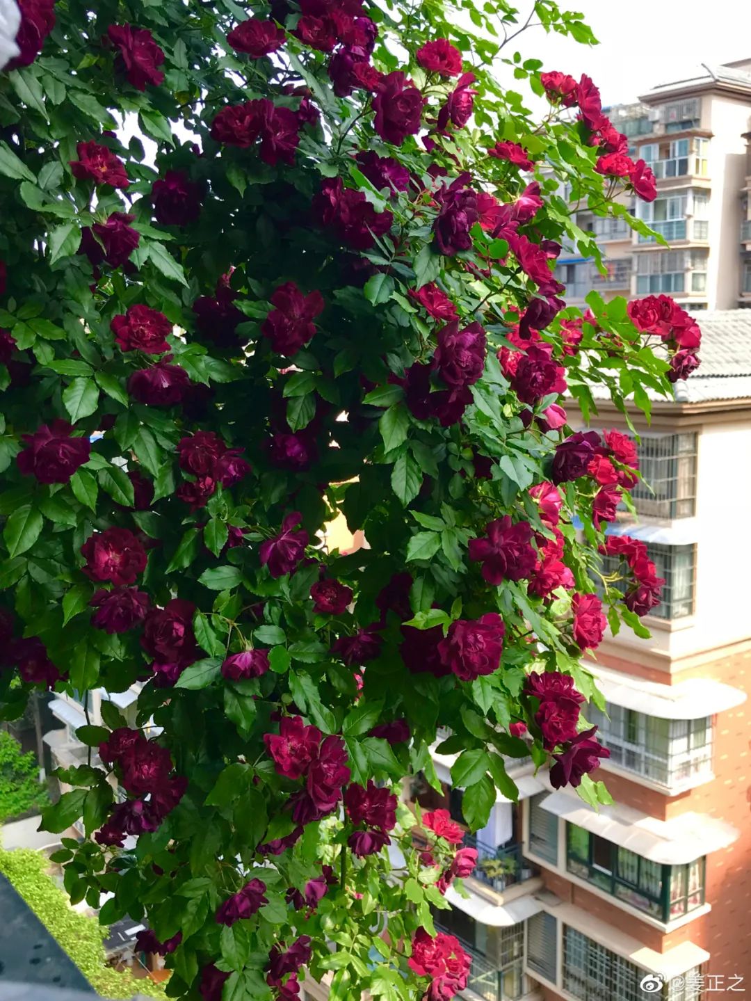 高贵复古雀之舞明媚霸道倾慕你的可藤可灌之选