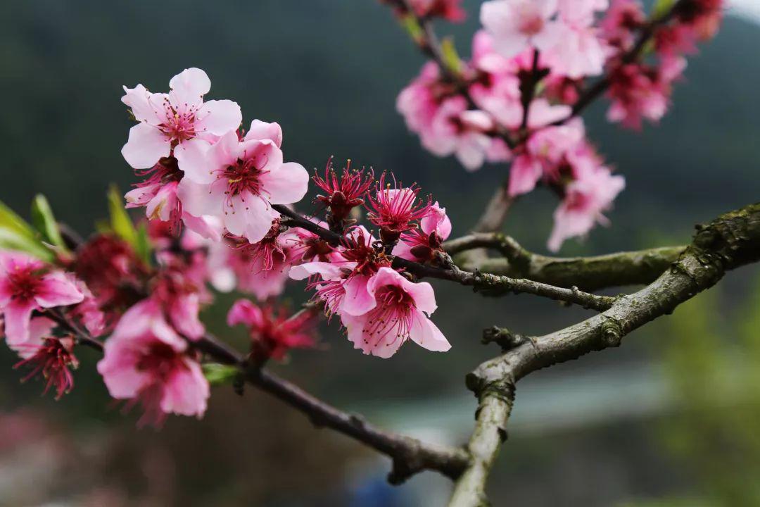 王母山醉美四月天桃花一簇盛开来可爱深红爱浅红