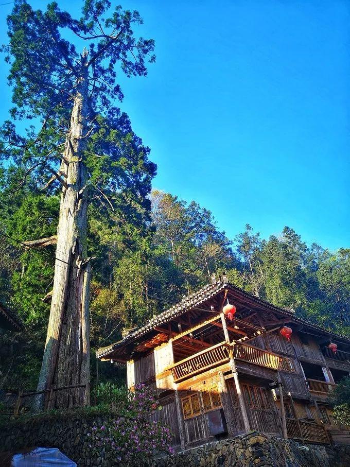 放飞心情乡村游秃杉枝下的格头苗寨