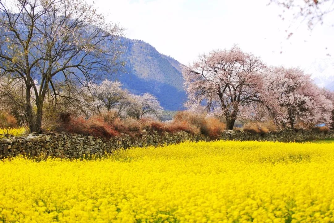欣赏 || 林芝桃花,一波壁纸来袭