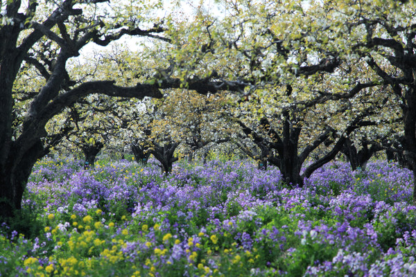 安徽砀山的一个梨园,近200岁的梨树王装点了最美的春天