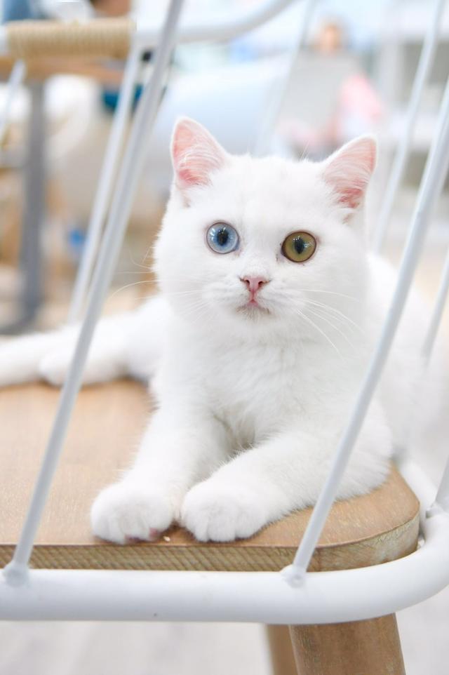 一只异瞳小奶猫