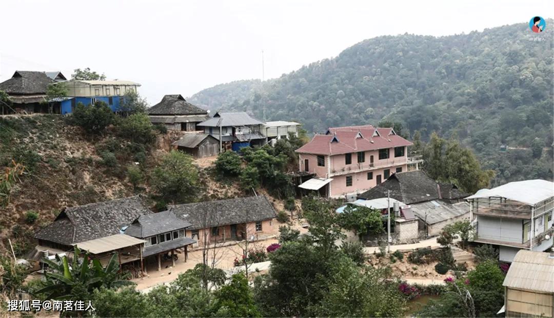 原创这个古茶园拥有造型最奇特的茶树海拔高达1700多米