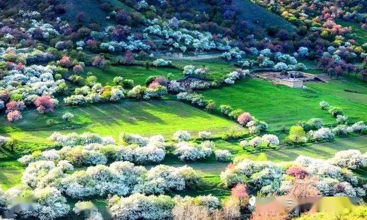 五月走马观花在天山伊犁野苹果花海