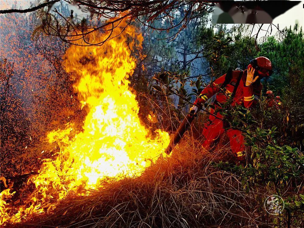 十起案列曝光云南多地接连几天发生森林火情多人已被刑拘