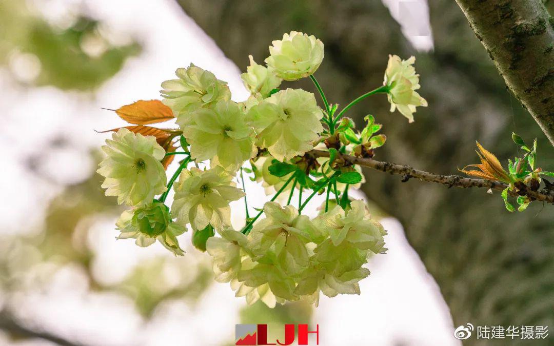 驚豔國寶級綠櫻花開了