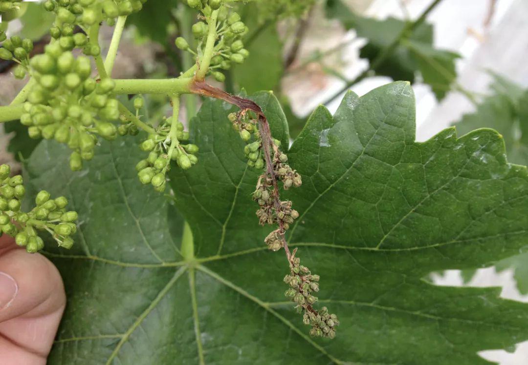 葡萄花期谨防穗轴褐枯病