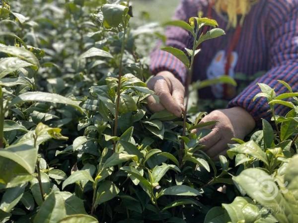 你知道吗?除了碧螺春,苏州还有这个"宝藏茶"——树山云泉茶