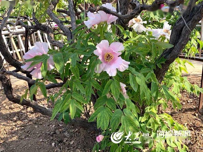 菏泽410岁的牡丹王迎来盛花期花期持续20天你不来看看吗