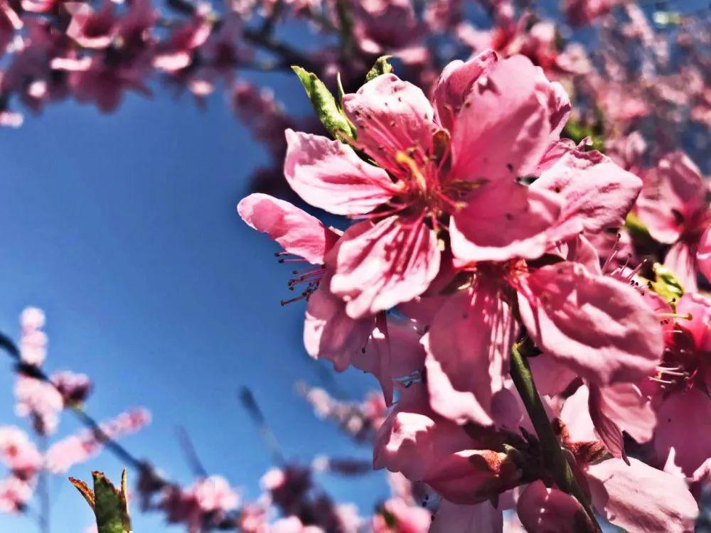 王母山醉美四月天桃花一簇盛开来可爱深红爱浅红