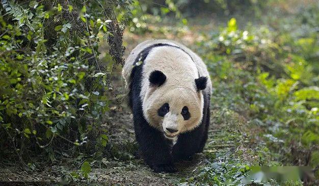 國際珍稀動物保護日守護美麗的生靈