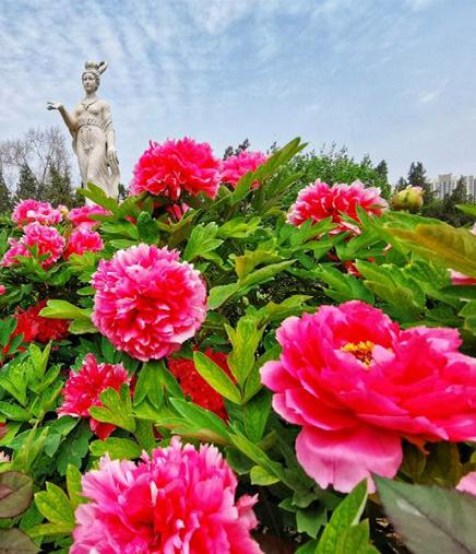 洛阳牡丹花海即将上线!超实用赏花指南抢先看
