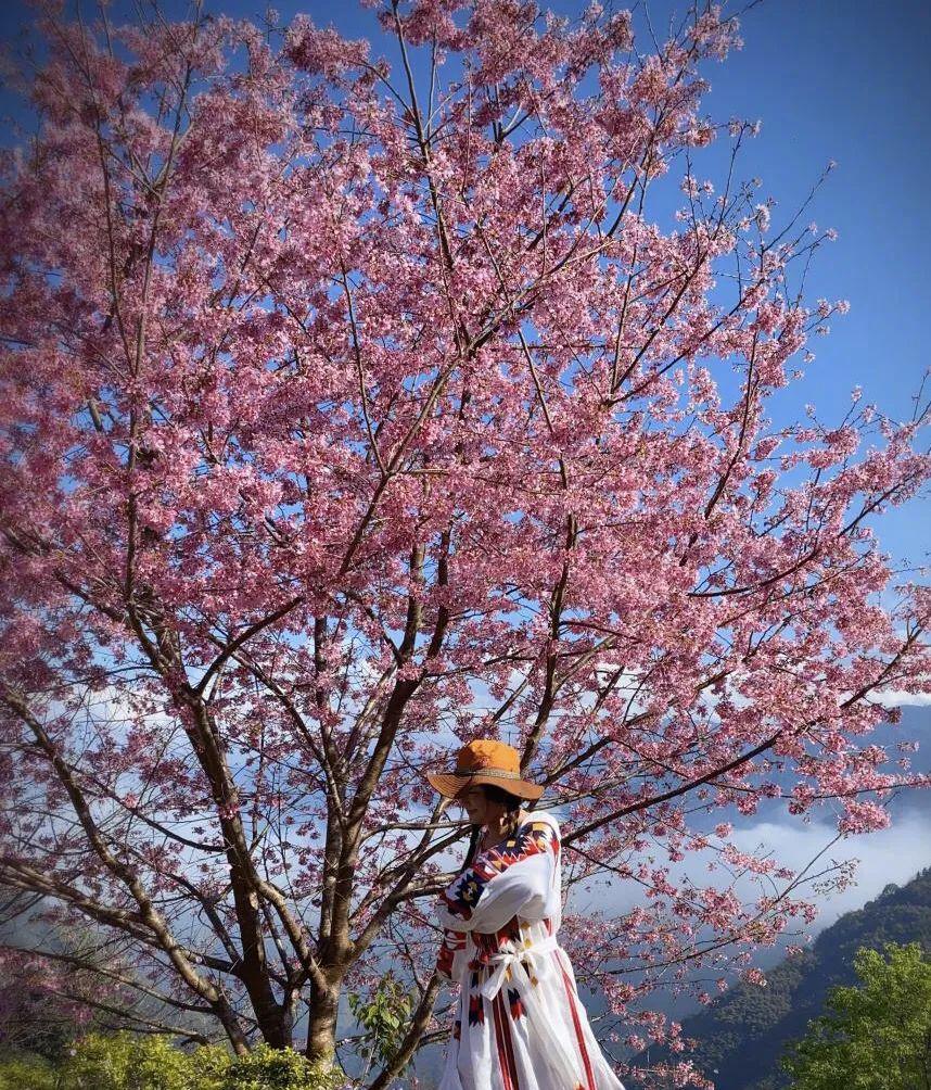 揭西樱花山谷图片图片