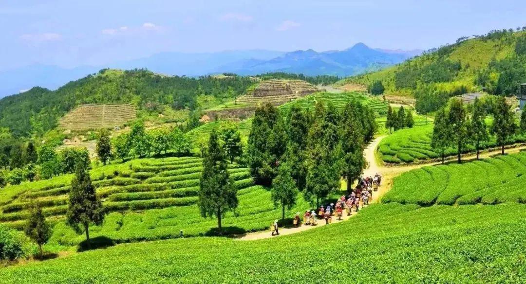 震撼馬嵐山杜鵑馬墘村牡丹雪峰高山禪茶閩侯大湖最強賞花踏青攻略奉上