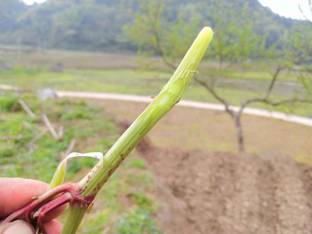 农村路边常见的酸汤杆,小时候当零食,如今有人靠它发家致富_植物