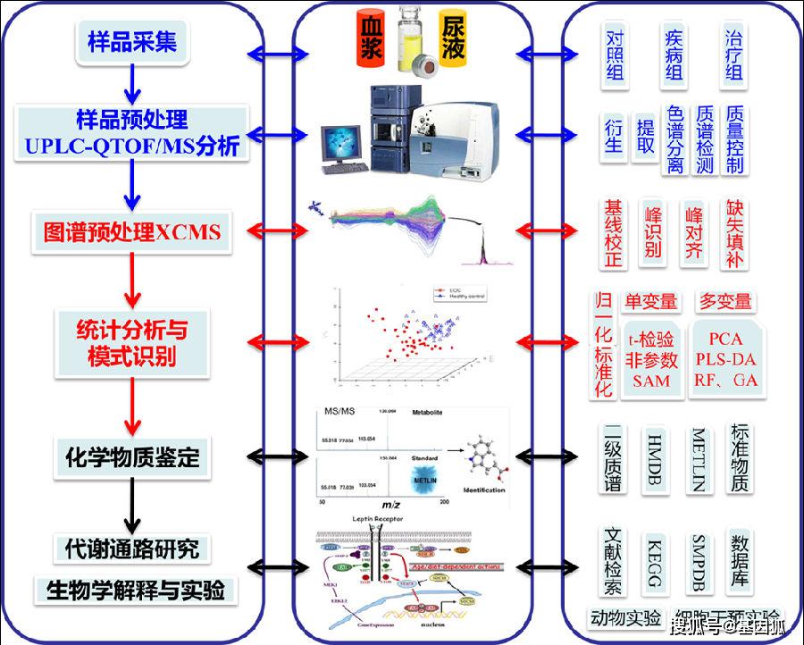 代谢组学分析流程图片