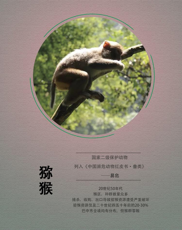 國際珍稀動物保護日它們是巴中獨特的美麗