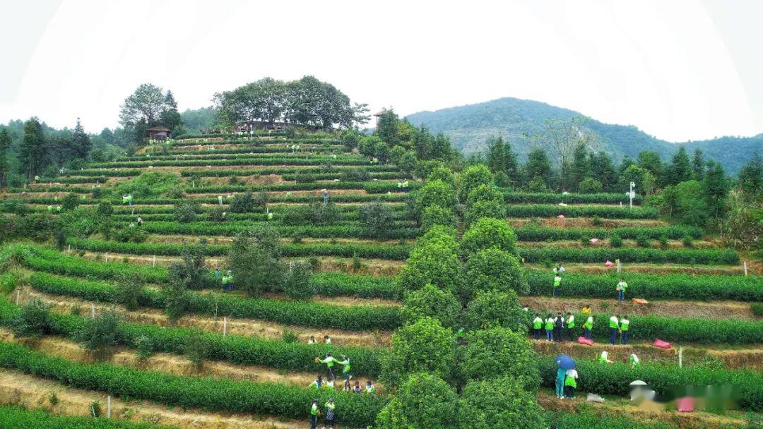 上犹数十个精品富硒茶园等您来